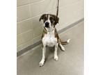 Adopt Nayla a Black Mouth Cur