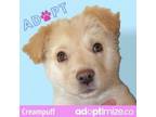 Adopt Creampuff* a Mixed Breed, Husky