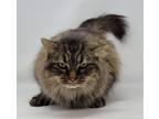 Adopt Caprice a Domestic Long Hair, Tabby