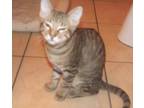 Adopt Betsy a Bengal, Dilute Calico