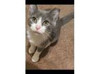 Adopt Sweetie (CL) a Snowshoe, Russian Blue