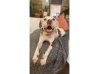 Adopt Cashew a Pit Bull Terrier, Beagle