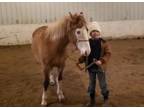 Adopt Bindie a Quarterhorse