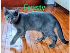 Frosty Domestic Shorthair Kitten Male