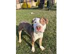 TUCKER American Pit Bull Terrier Young Male