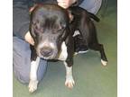 Domino American Staffordshire Terrier Young Male