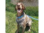 Hank German Shorthaired Pointer Adult Male
