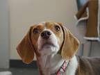 Riley Beagle Adult Female