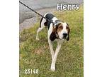 Henry Hound (Unknown Type) Adult Male