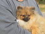 Josephine Pomeranian Puppy Female