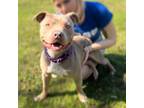 Adopt Tater a American Staffordshire Terrier