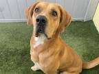 Adopt BUSTER a Black Mouth Cur