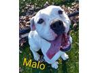 Adopt MALO a Boxer, Mixed Breed