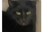 Adopt Fruit Cake * Barn Home Needed * a Domestic Short Hair