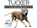 Adopt Tucker a American Foxhound, Pit Bull Terrier