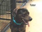 Adopt Tater a German Shepherd Dog