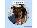 Adopt Remmie a Boxer, Terrier