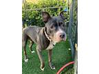 Adopt Ursula a Pit Bull Terrier, American Staffordshire Terrier