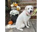 Adopt Reese a Great Pyrenees