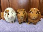 Adopt Tater Tot, Daisy, And Grace A Guinea Pig, Abyssinian