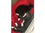 Adopt Sabryna and Slate (BONDED PAIR) a Domestic Short Hair