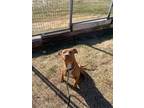 BISSELL American Pit Bull Terrier Adult Female