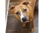 Lila -- Bonded Buddy With Stitch American Pit Bull Terrier Adult Female