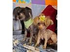 Clyde & Bonnie Yorkie, Yorkshire Terrier Adult