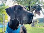 Charlie Great Dane Adult Male