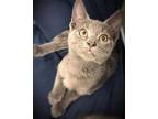 Comet American Shorthair Young Male