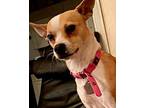 Jazzy Chihuahua Adult Female