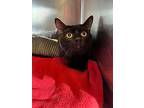 DEXTER American Shorthair Young Male