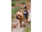 Romeo Yorkie, Yorkshire Terrier Adult Male