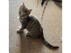 Salem Domestic Mediumhair Kitten Male