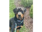 Chop Rottweiler Young Male