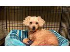 BettySue Poodle (Toy or Tea Cup) Adult Female