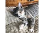 AT&T Domestic Shorthair Kitten Female
