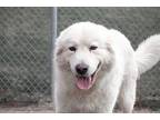 Charmin Great Pyrenees Adult Male