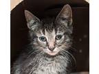 Frank N. Furter Domestic Shorthair Kitten Male