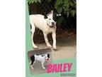 Bailey B American Pit Bull Terrier Puppy Female