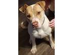 Milo (Courtesy Post) Pit Bull Terrier Adult Male