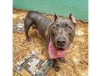 Bluefish American Pit Bull Terrier Adult Female