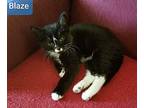 Blaze Domestic Shorthair Kitten Male