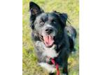 Biscuit Border Collie Adult Male