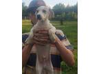 Emerald Jack Russell Terrier Puppy Male