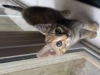 Merida Domestic Shorthair Kitten Female