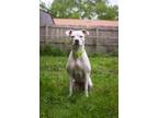 Gemelle American Pit Bull Terrier Young Female