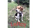 LeRoy Beagle Young Male