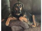 Brutus Bloodhound Adult Male