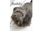 BUDDY Scottie, Scottish Terrier Adult Male